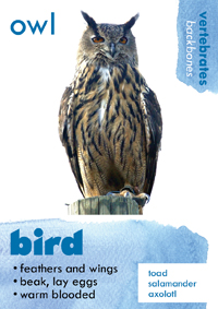 bird thumbnail
